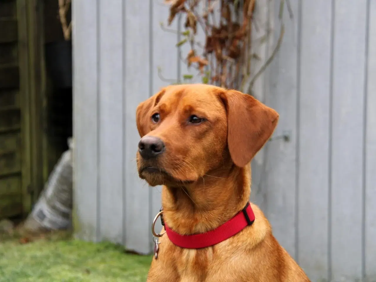 Billede 1 - Red Fox Labrador hvalpe