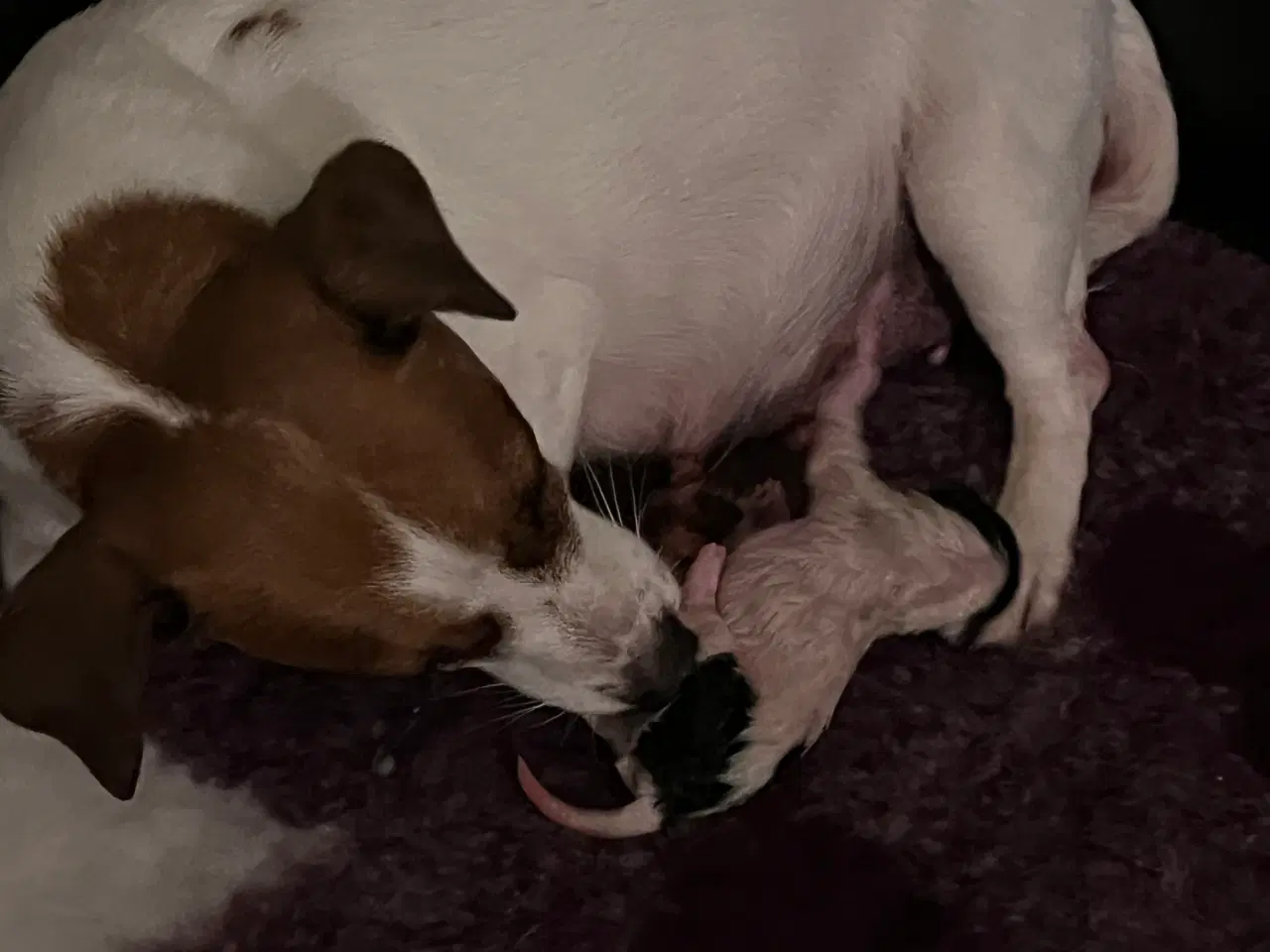 Billede 2 - Glathåret Jack Russel hvalpe af den lave type