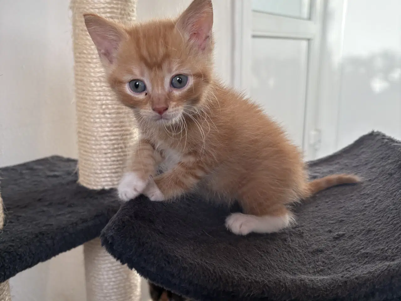 Billede 2 - Sødeste killnger