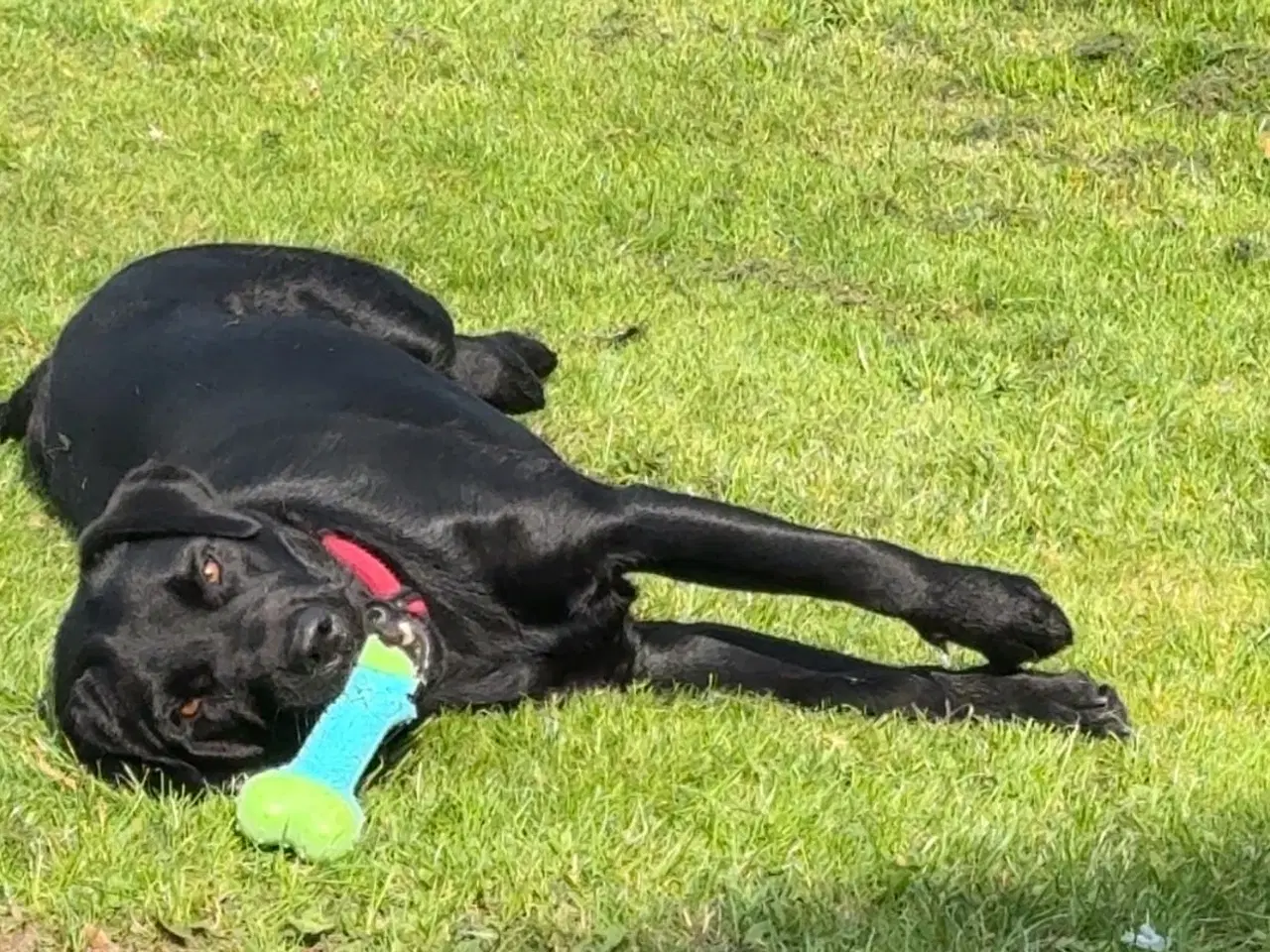 Billede 5 - Sort Labrador 