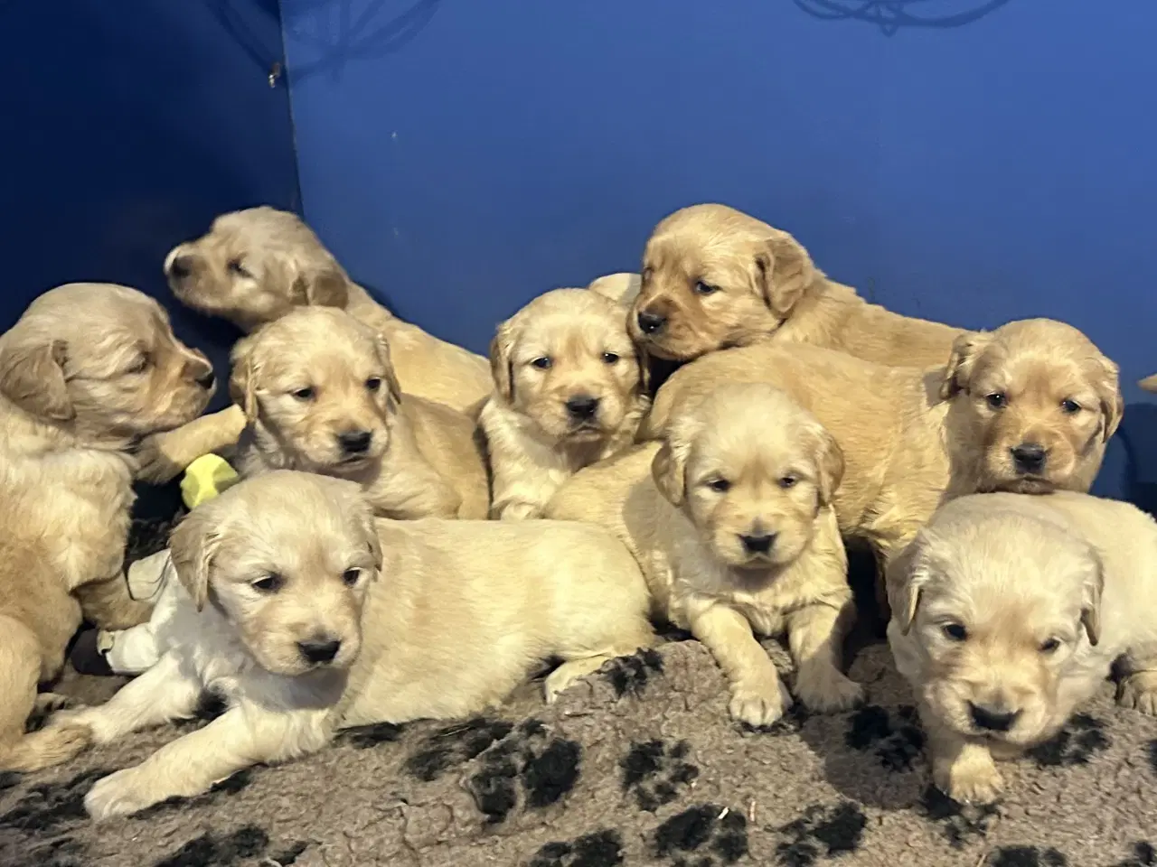 Billede 11 - Skønne Golden Retriever 