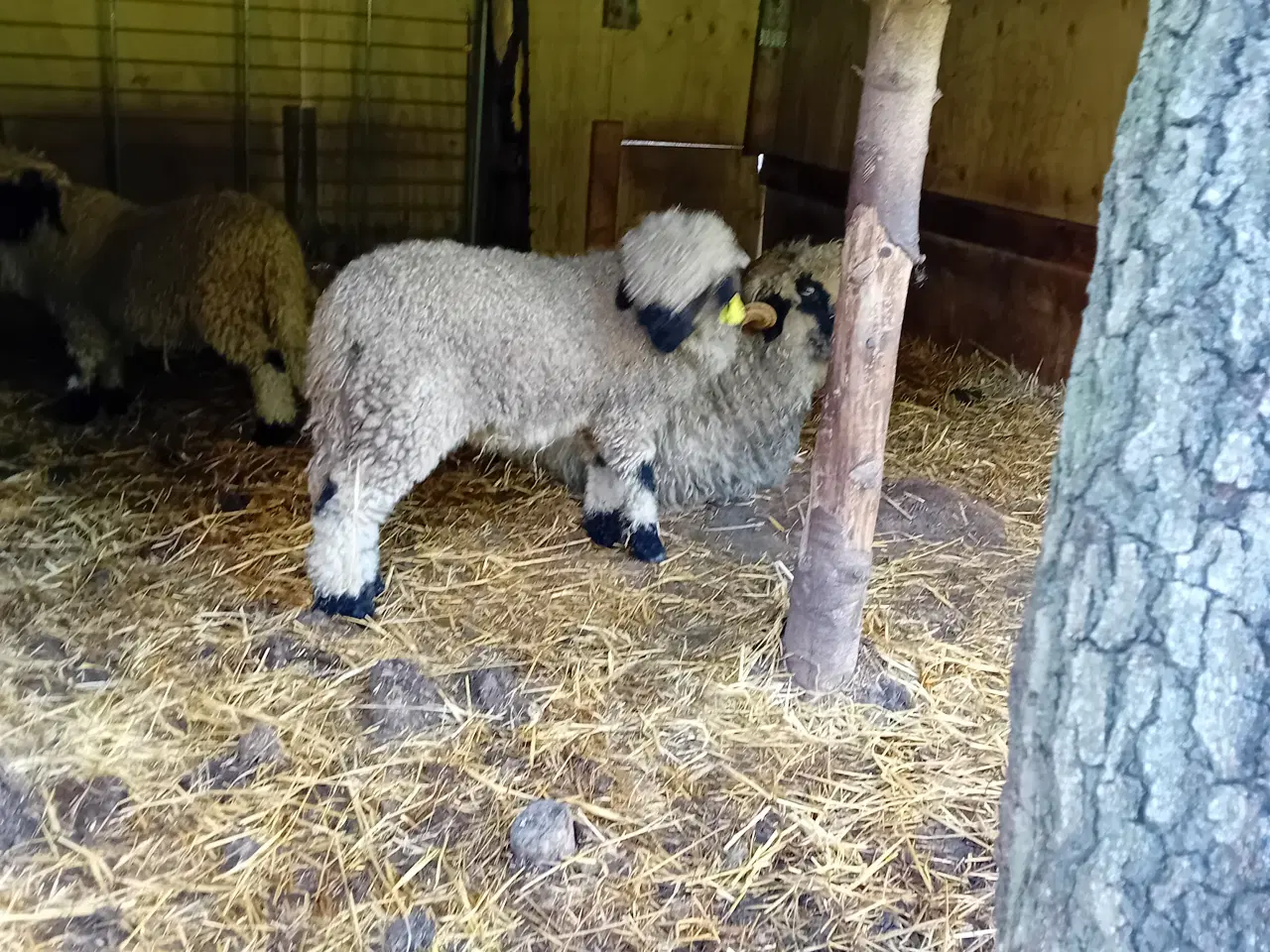 Billede 3 - Ealais blacknose 