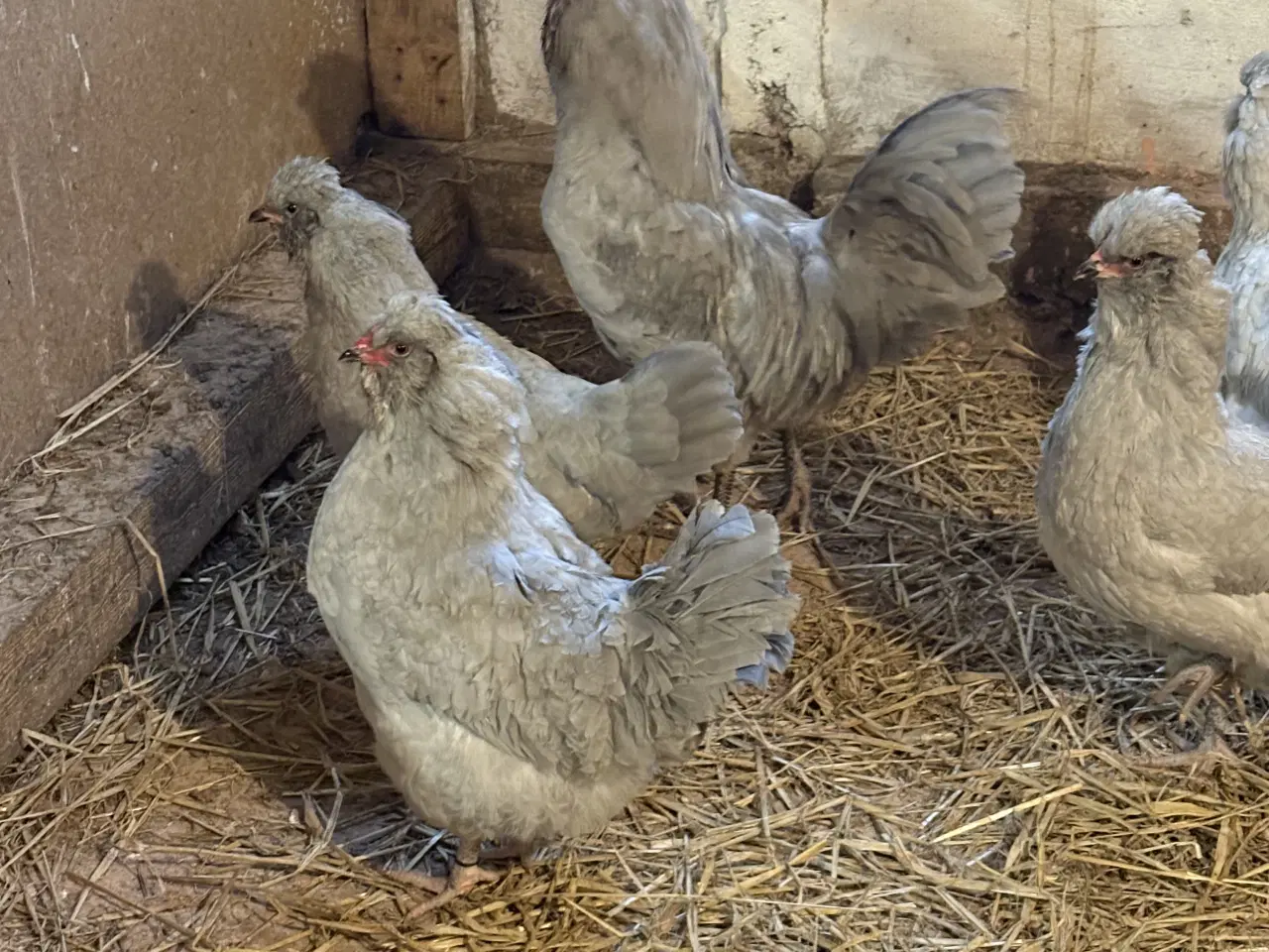 Billede 4 - Rugeæg fra racehøns 