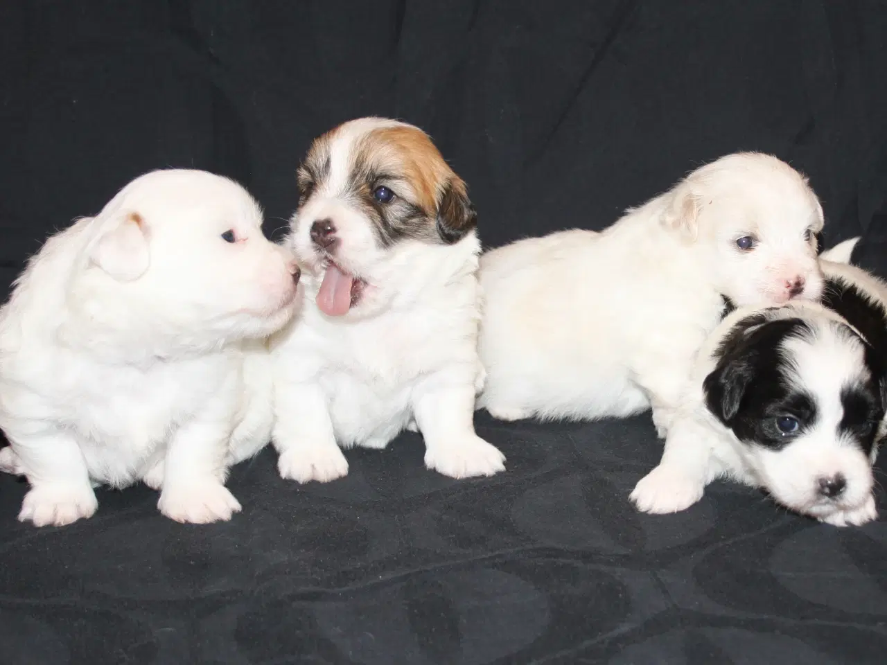 Billede 11 - Coton de Tulear hvalpe