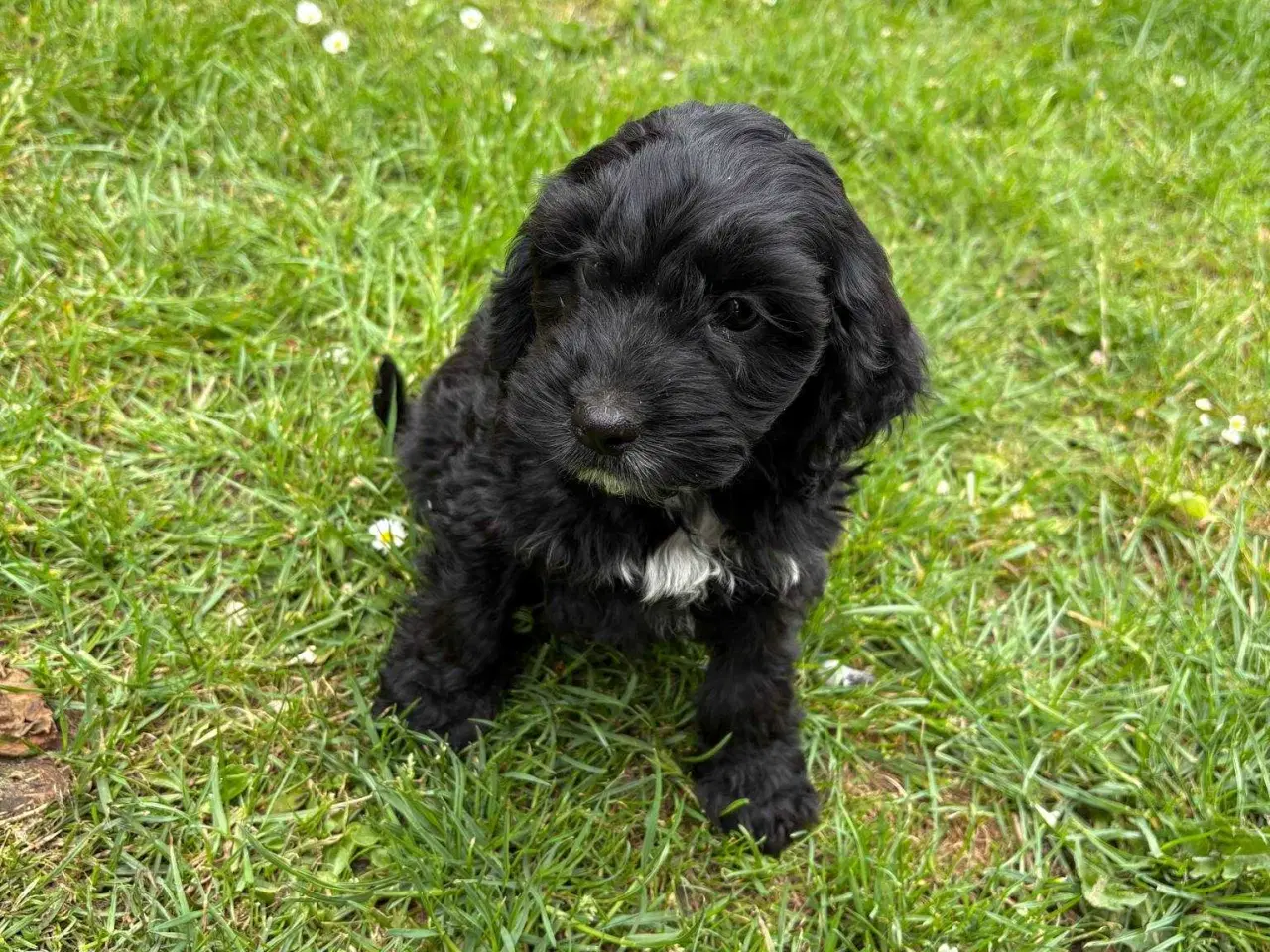 Billede 3 - Sødeste cockapoo hvalper