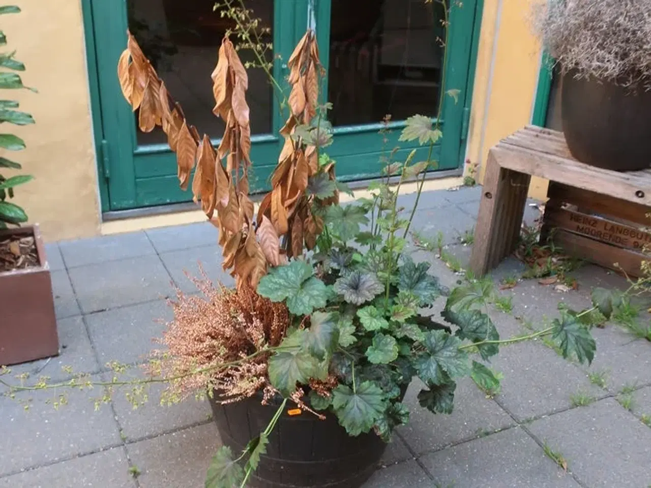 Billede 1 - Plante