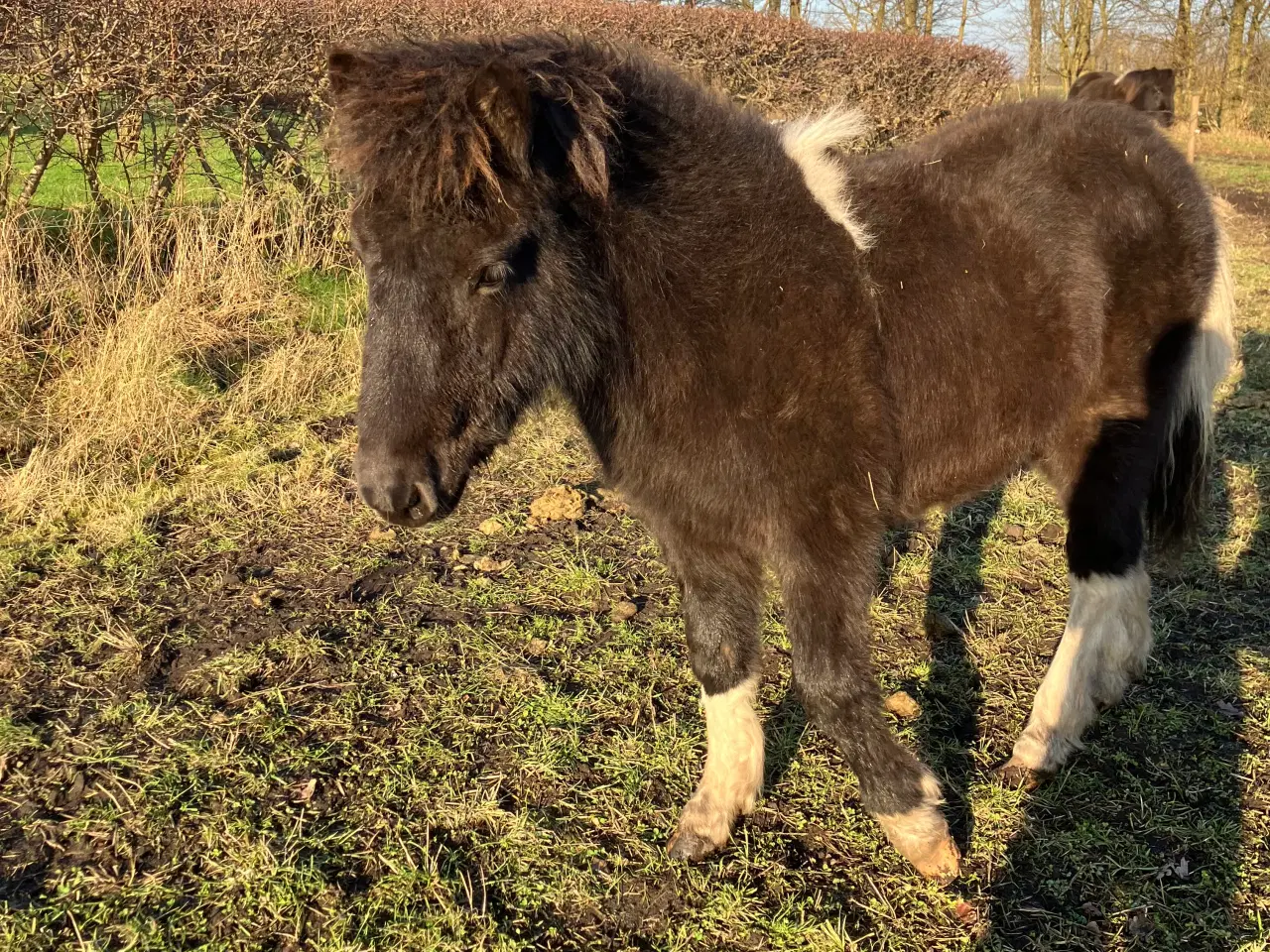 Billede 2 - 3 islænderføl fra 2025