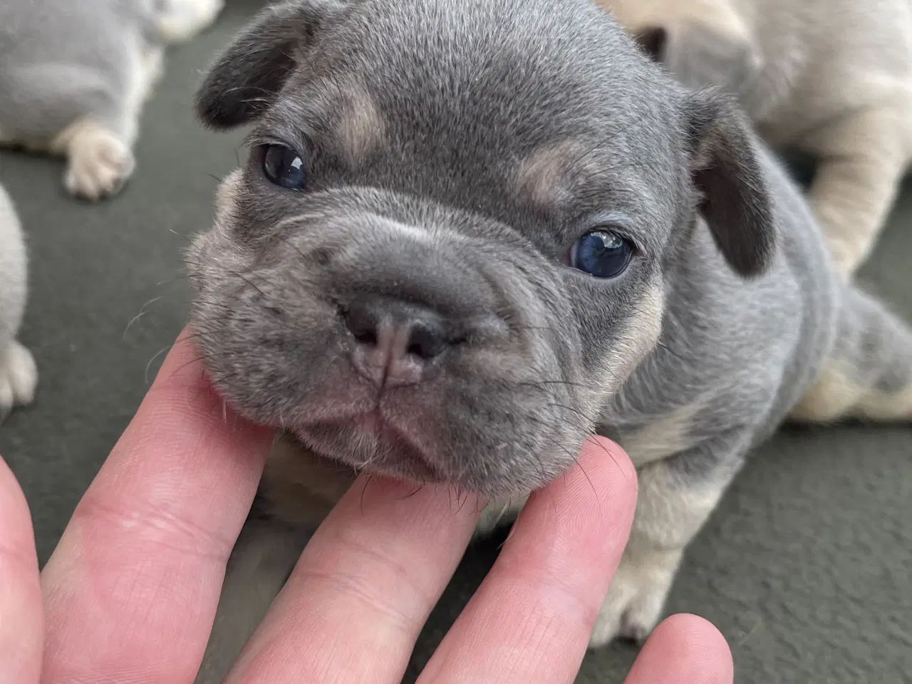 Billede 1 - Fransk bulldog hvalpe