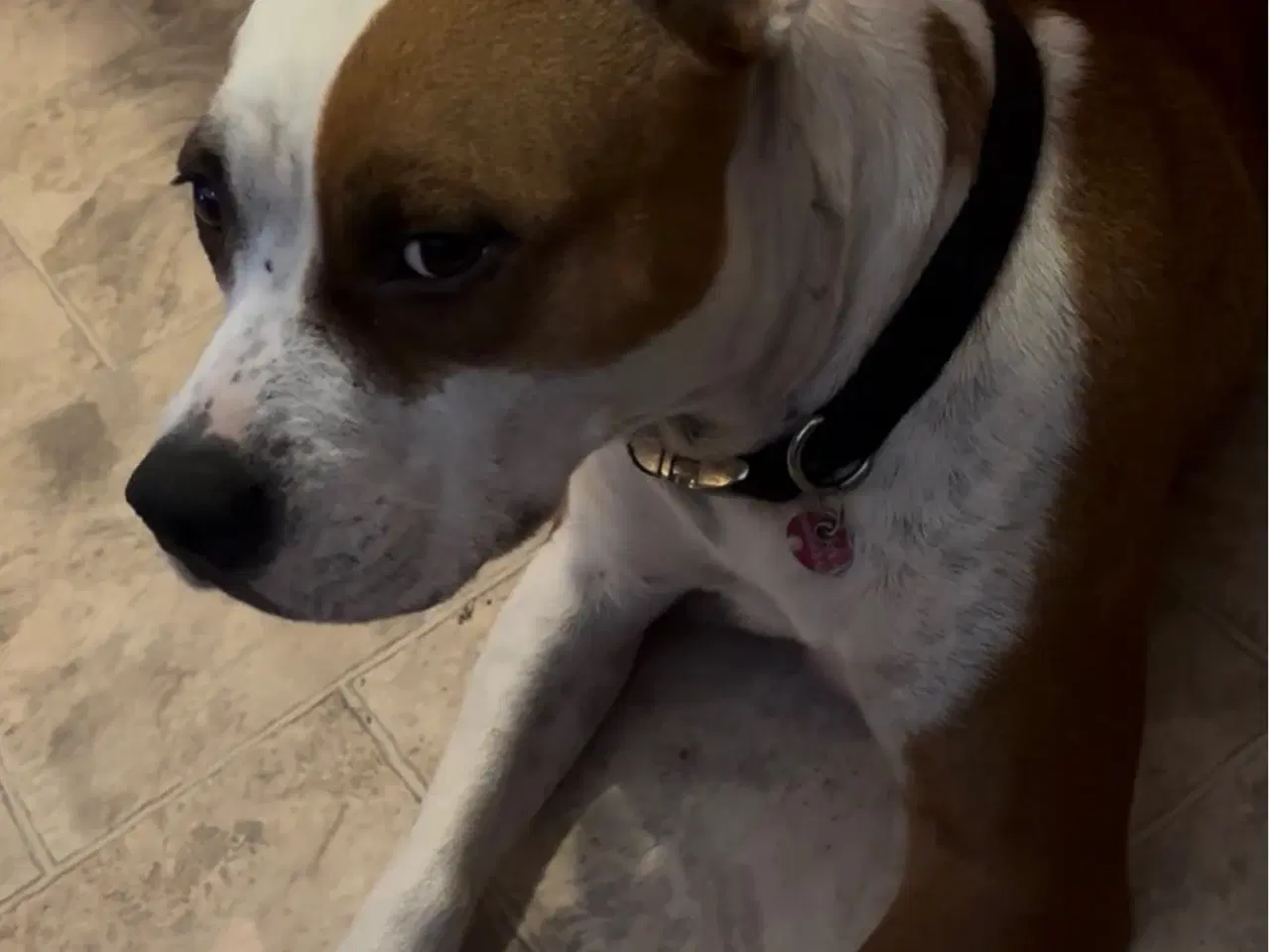 Billede 9 - Hundehvalpe staff og fransk