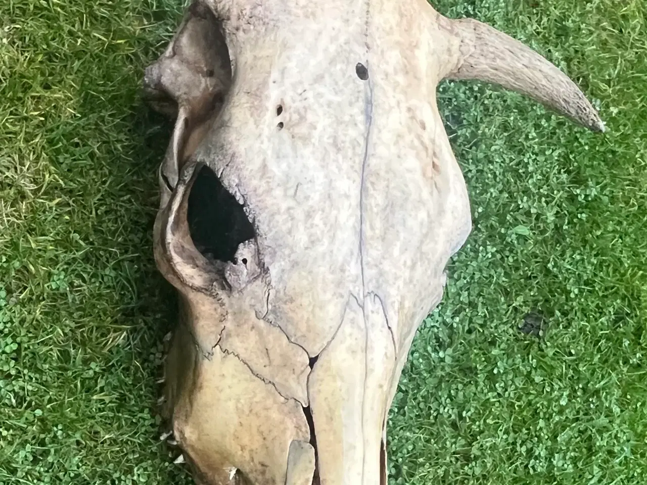 Billede 7 - Kranier fra kvæg typen Longhorn