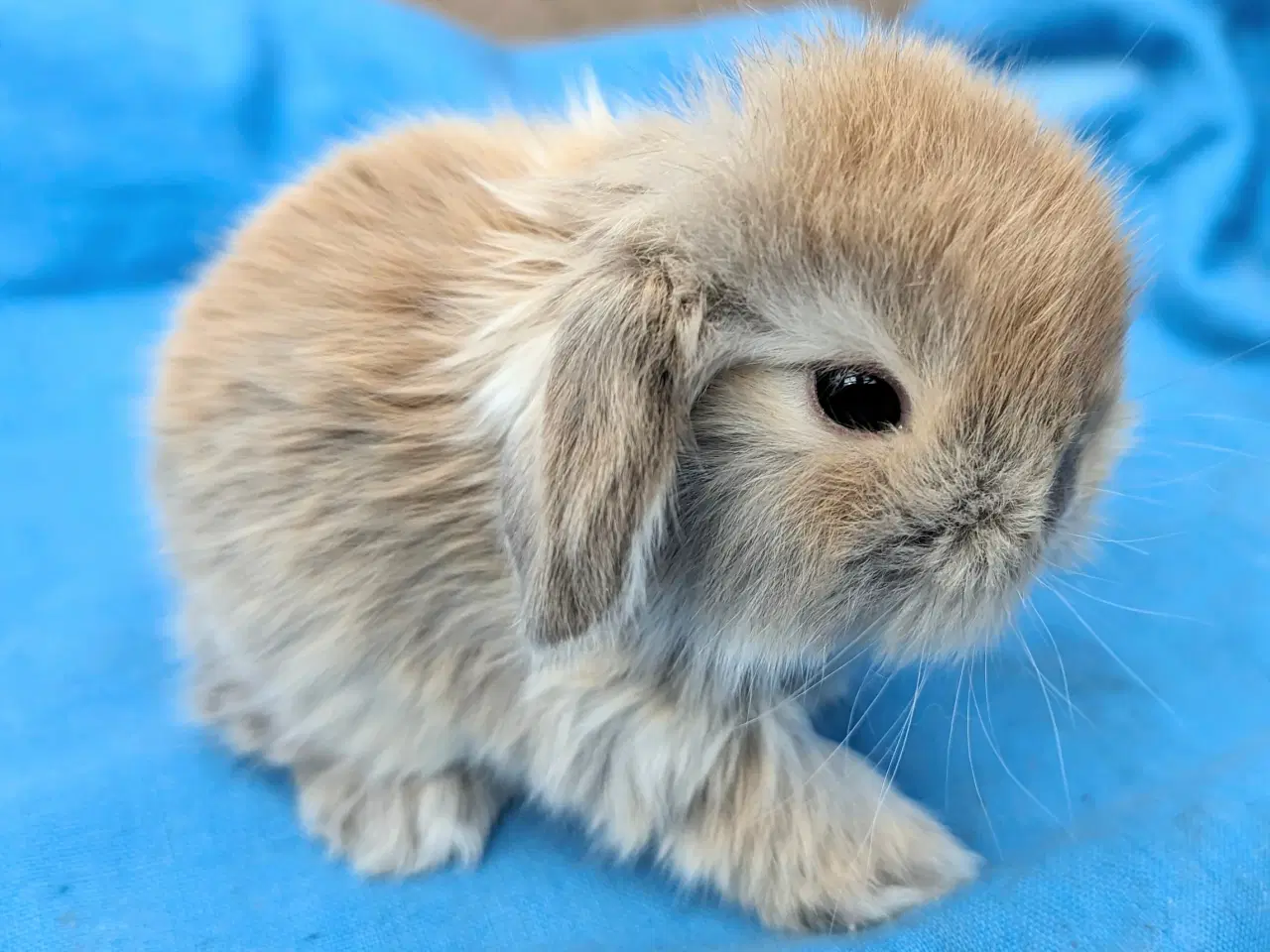 Billede 1 - Minilop kaninunge sælges 