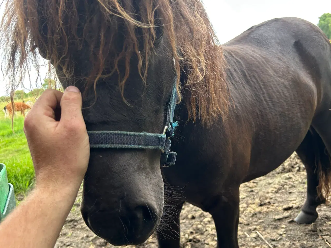 Billede 5 - Sort shetlænder hingst