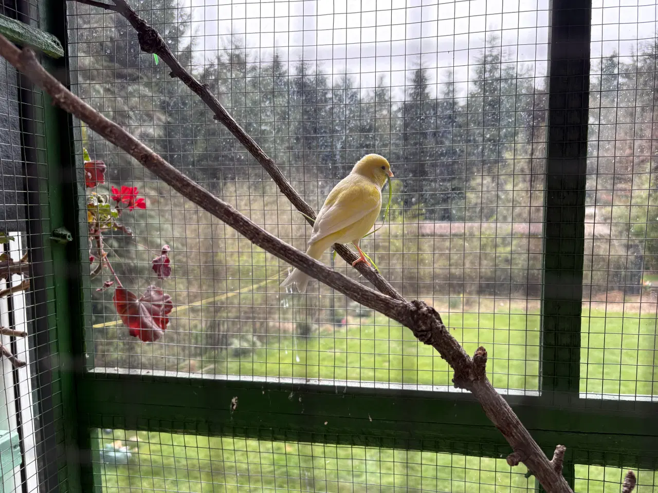 Billede 1 - Kanarie hun 