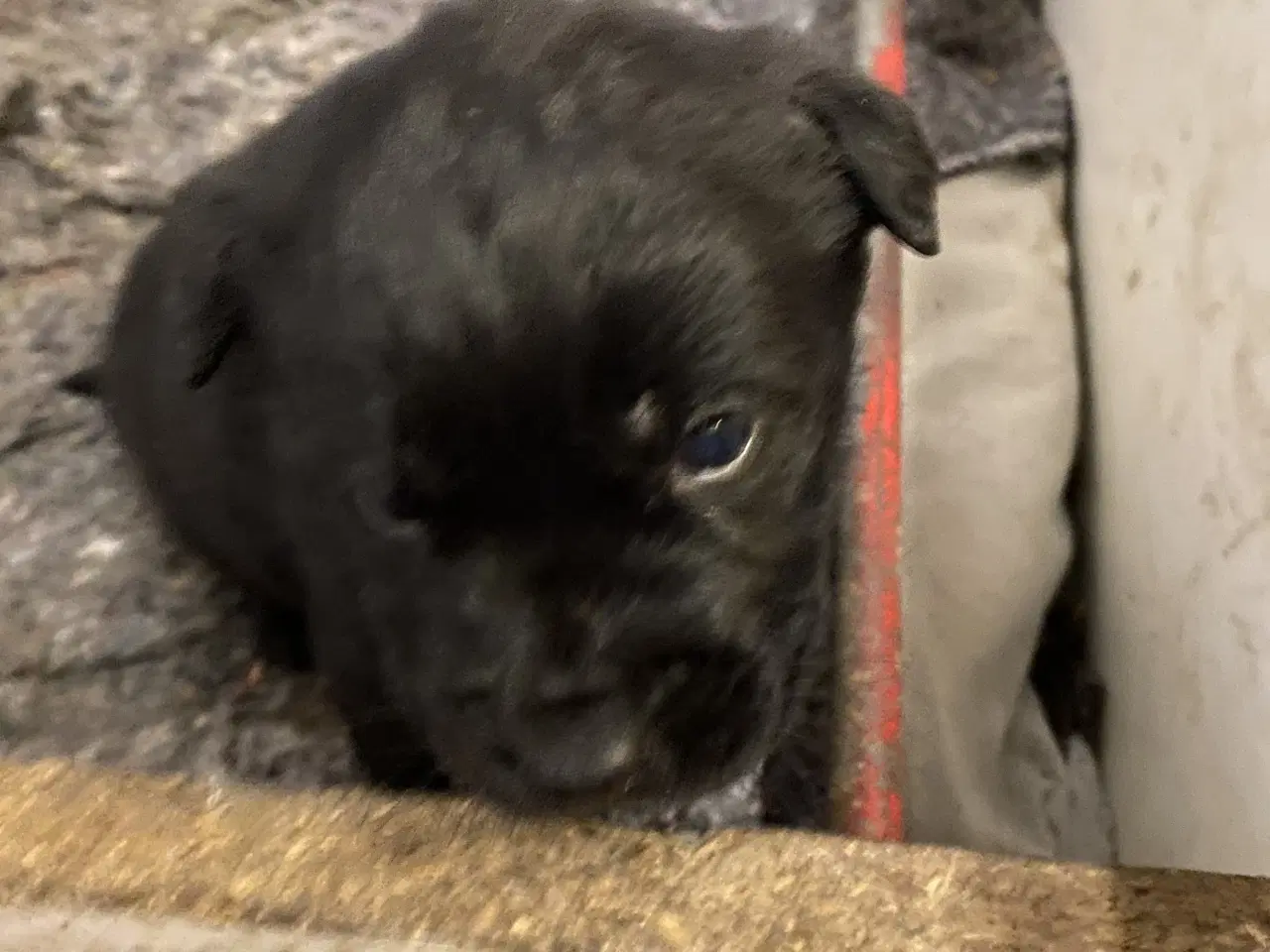 Billede 4 - Labrador hvalpe 