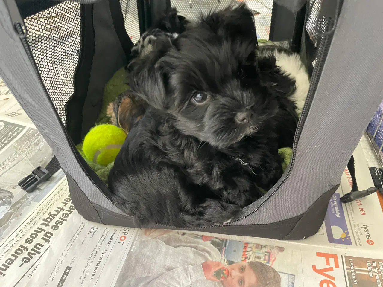 Billede 2 - 🐶Yorkshirre terrier Biewer 🐶