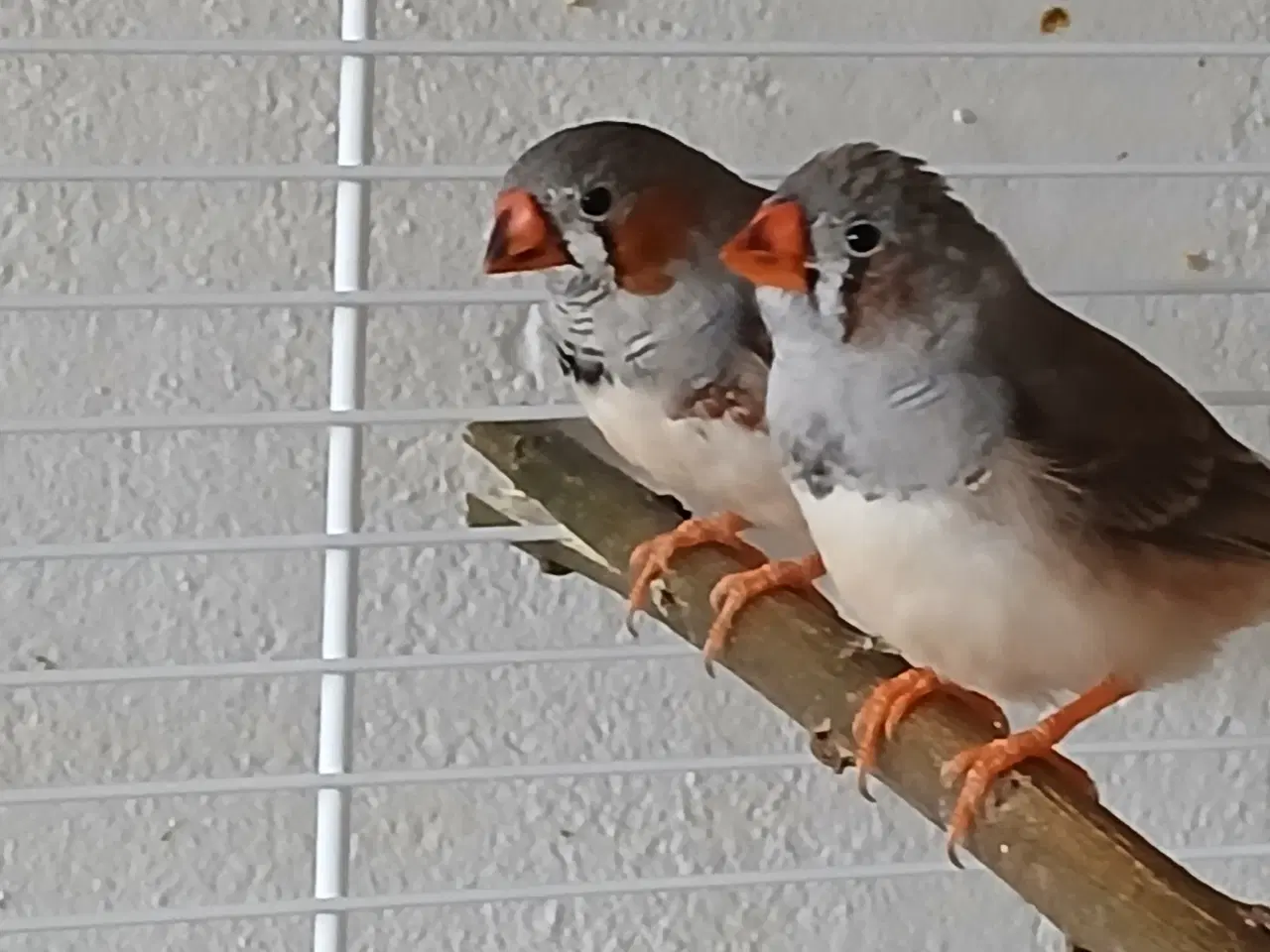 Billede 1 - Zebrafinker hanner unger