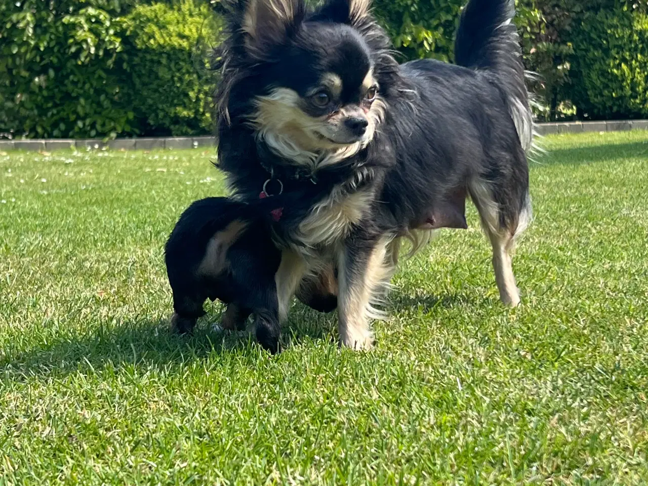 Billede 14 - Yorkshire terrier/Chihuahua
