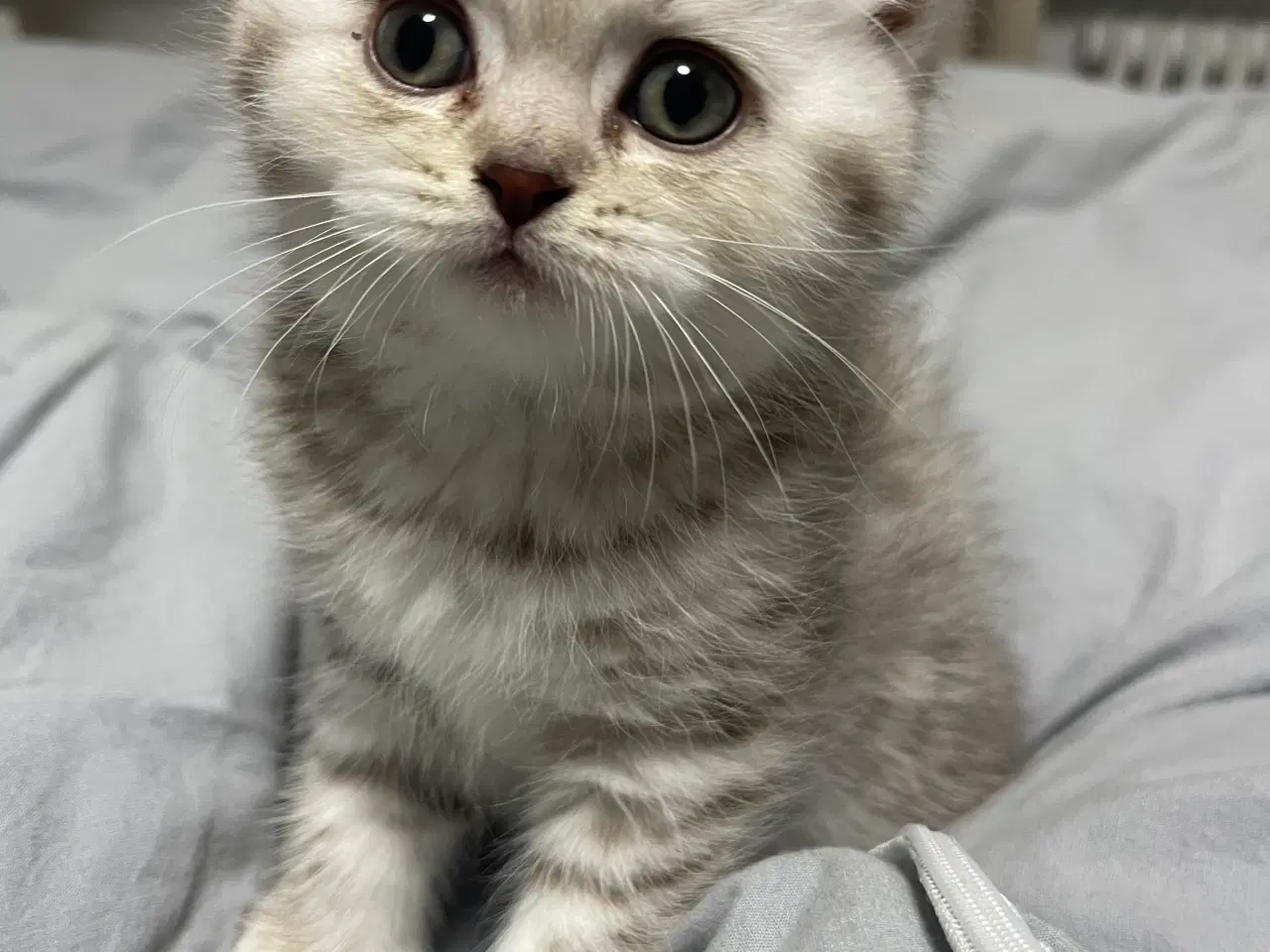 Billede 7 - british shorthair