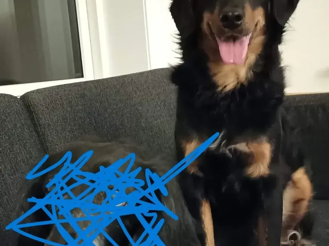 Billede 2 - Smukke milde kærlige Ozzy