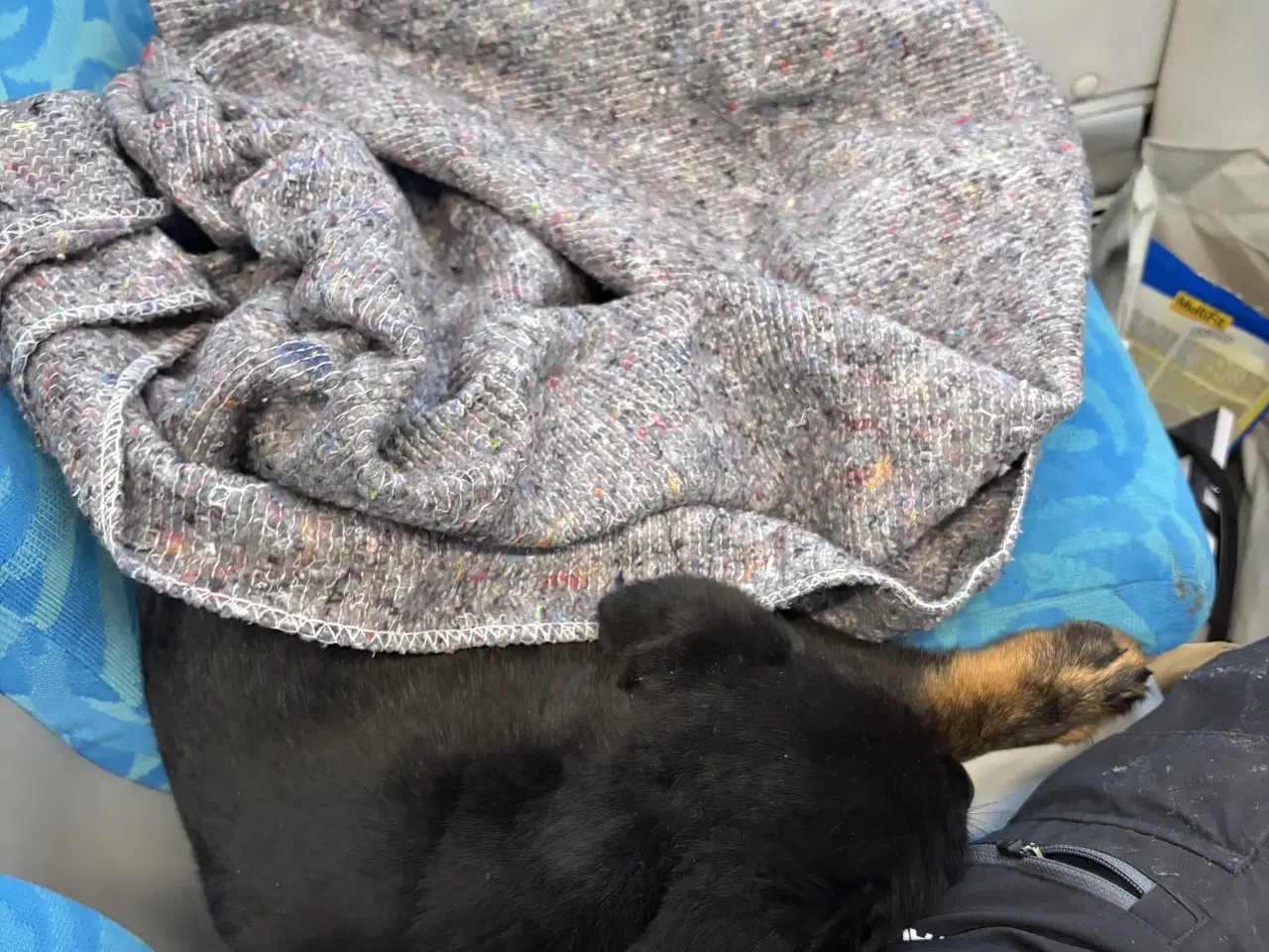 Billede 17 - Rottweiler/schæfer hvalp