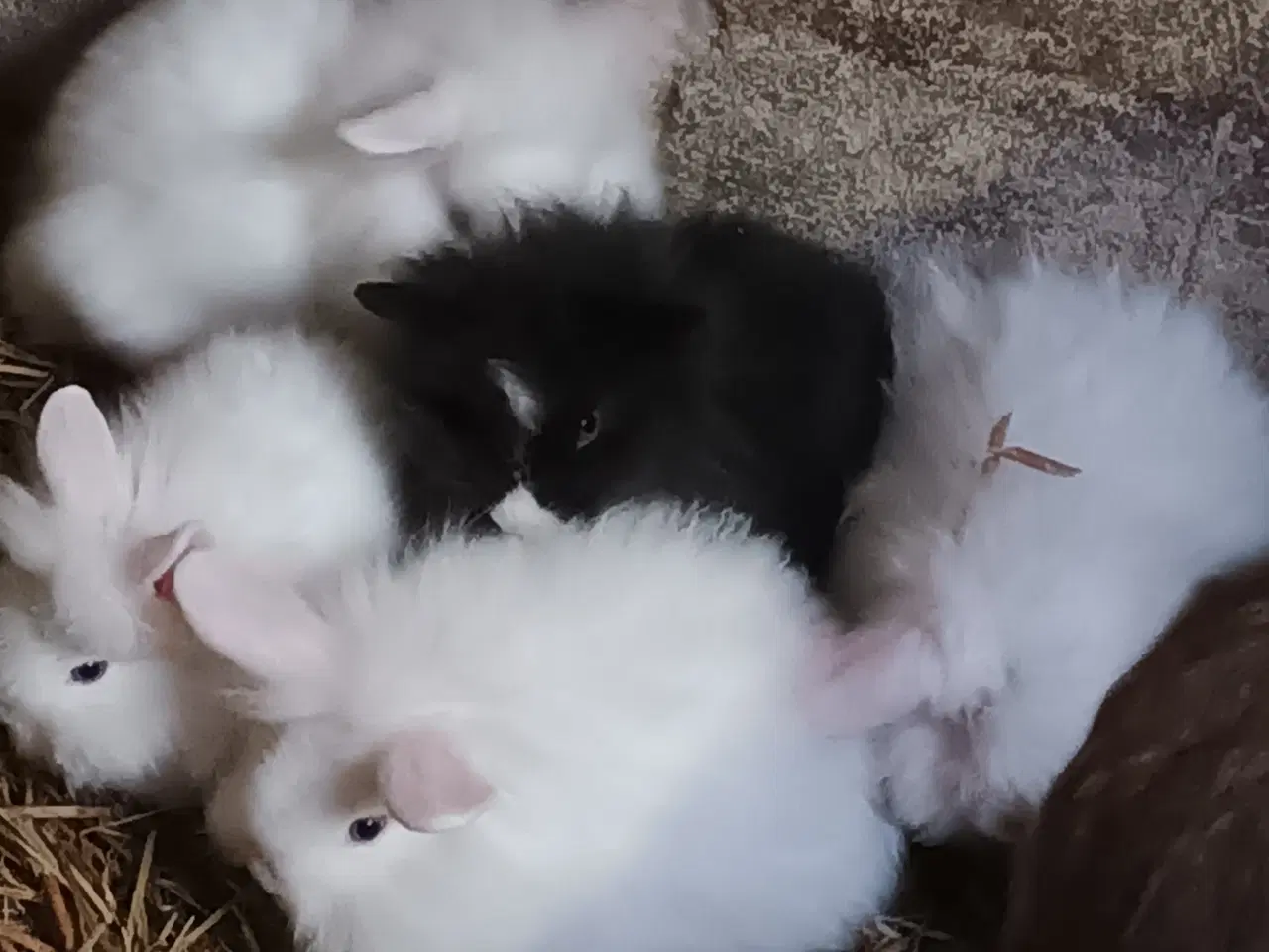 Billede 3 - Kaninunger