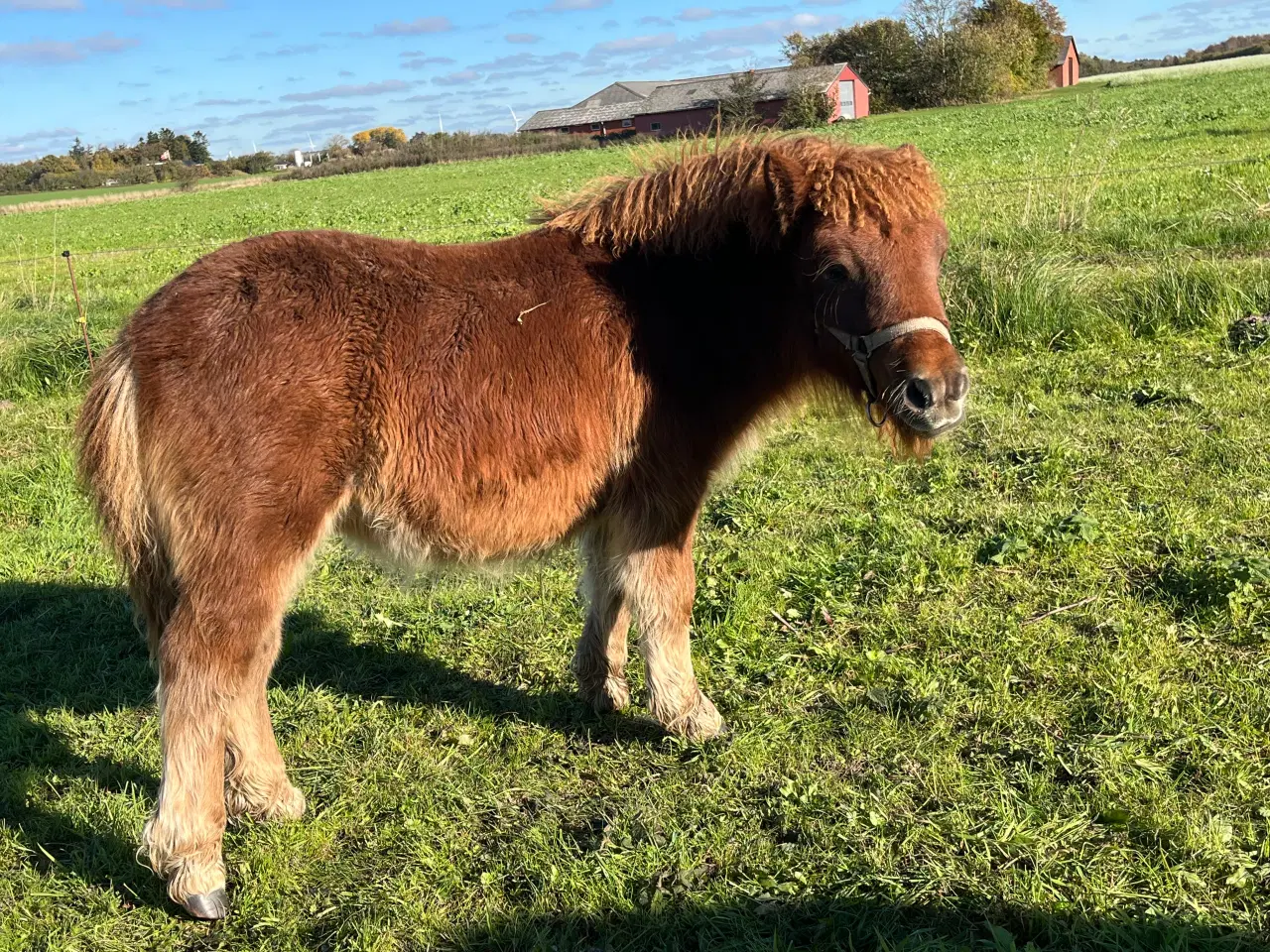 Billede 2 - Shetlænder hoppe