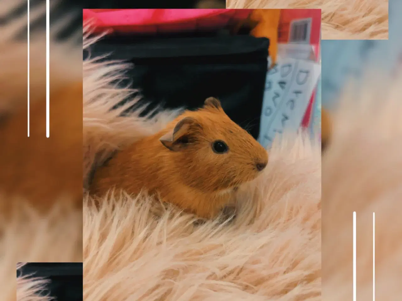 Billede 2 - Marsvine unger 