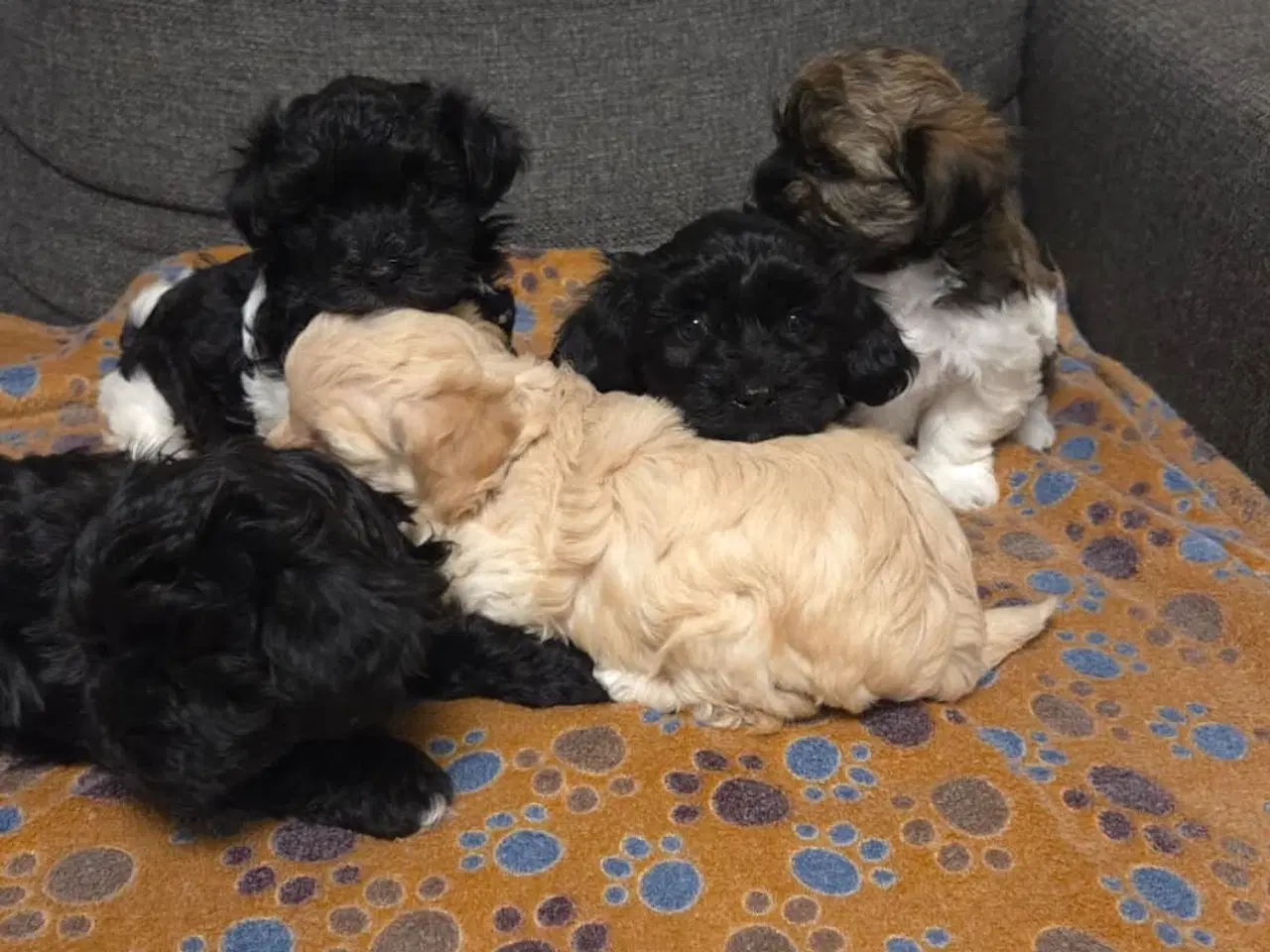 Billede 2 - Søde Maltipoo hvalpe søger nye hjem