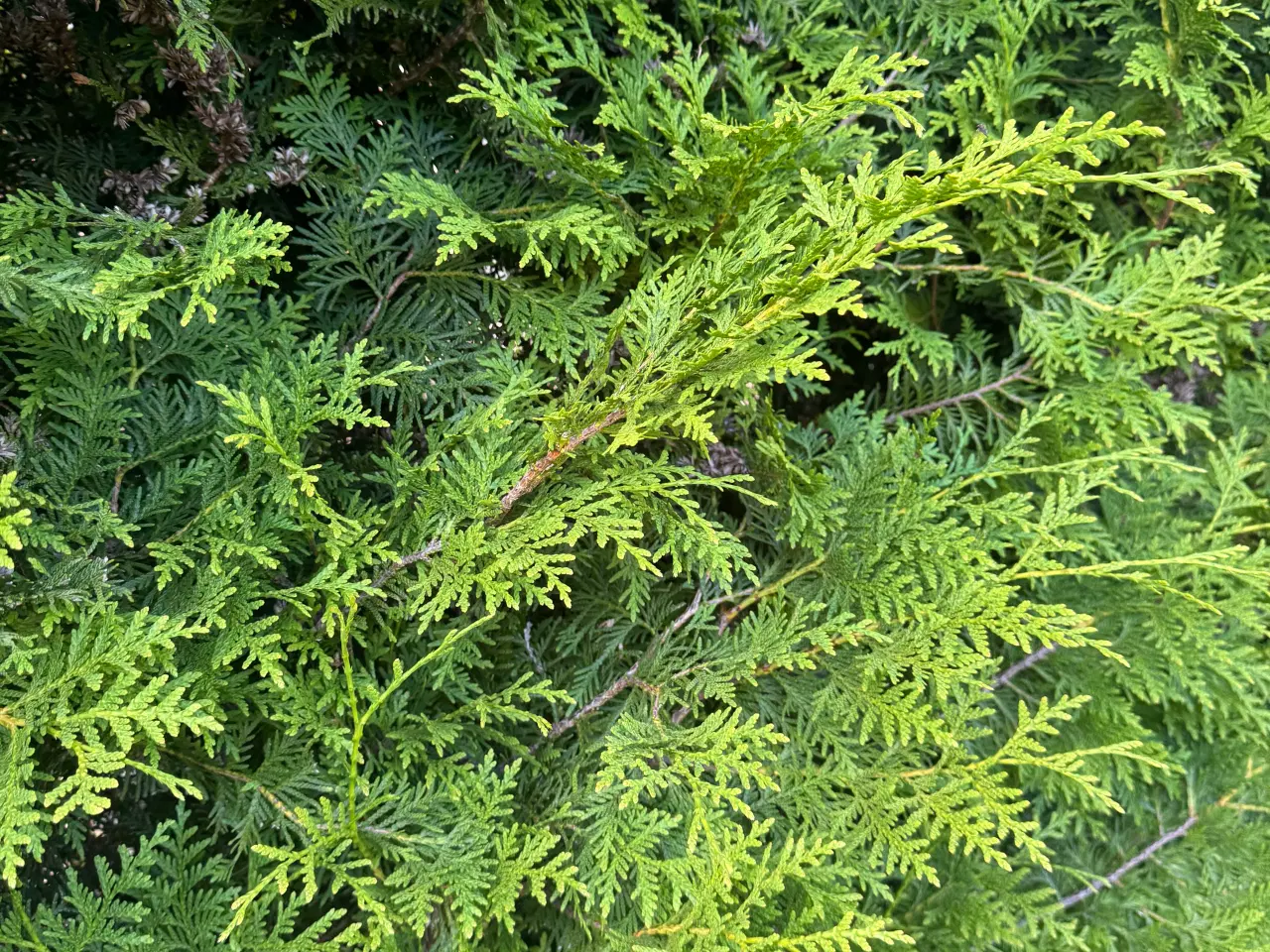 Billede 5 - Flotte Thuja 'Brabant' til salg – perfekt til hæk!