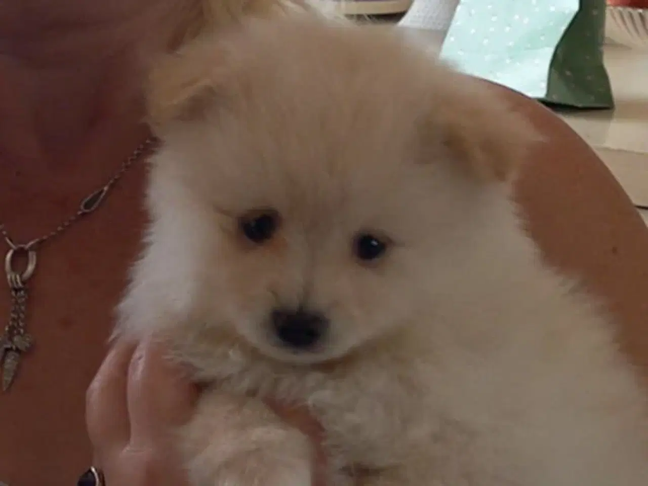 Billede 2 - Ægte pomeranian hvalpe 1 stk