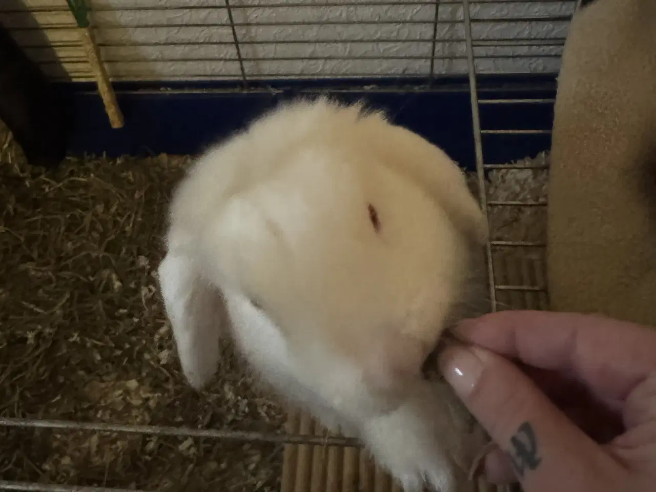 Billede 3 - Han kanin
