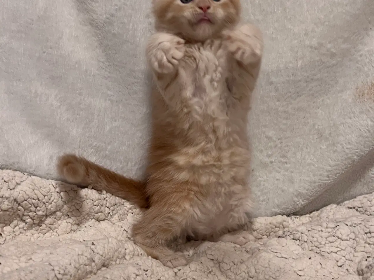 Billede 5 - Mainecoon killing 