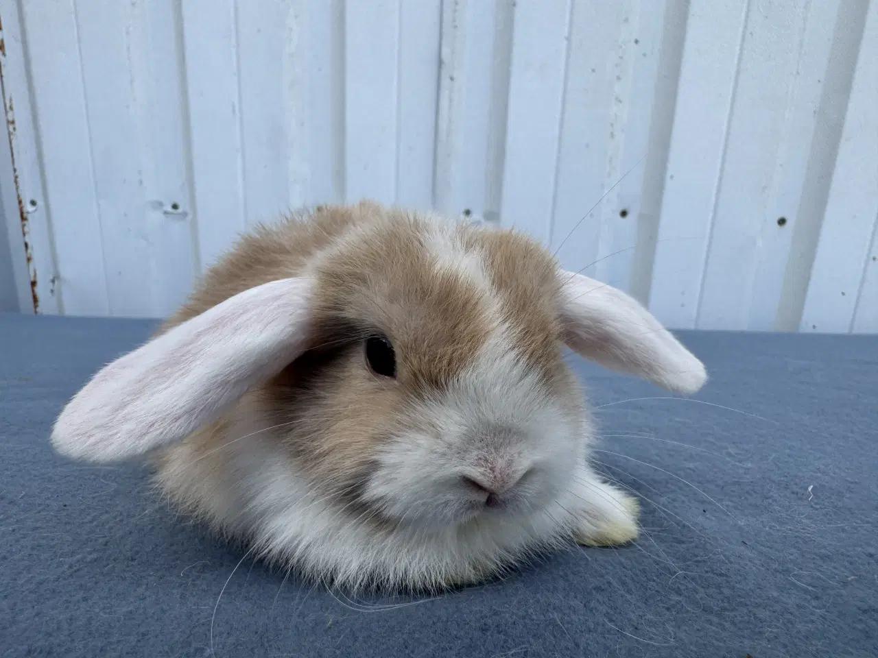 Billede 5 - Dværgvædder hunkanin