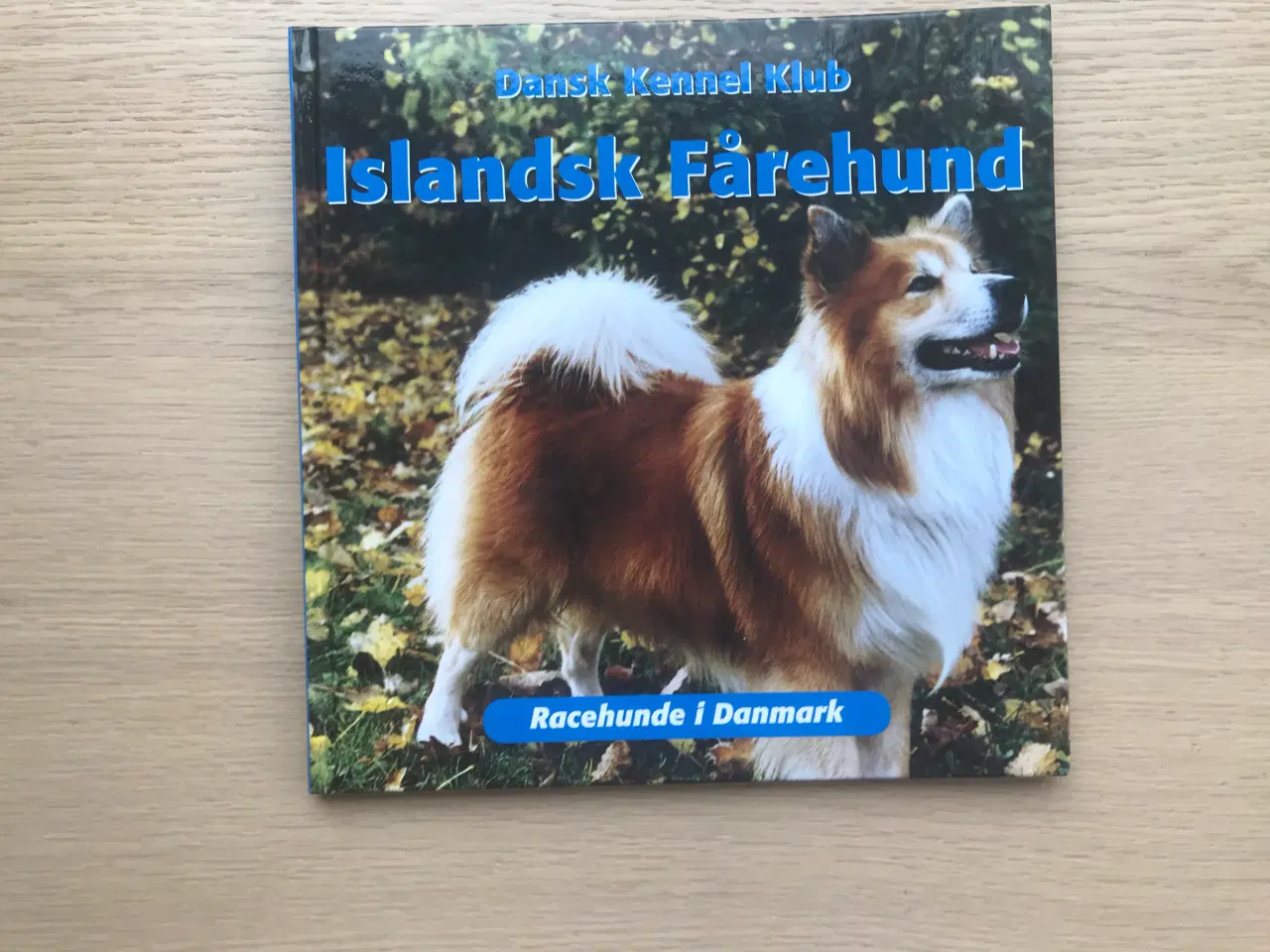 Billede 1 - Islandsk Fårehund