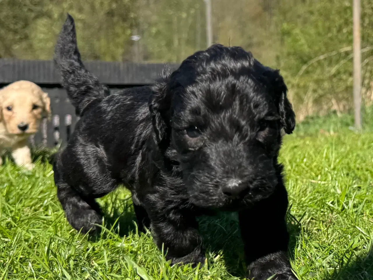 Billede 4 - Cockapoo / Cockerpoo / Doodle