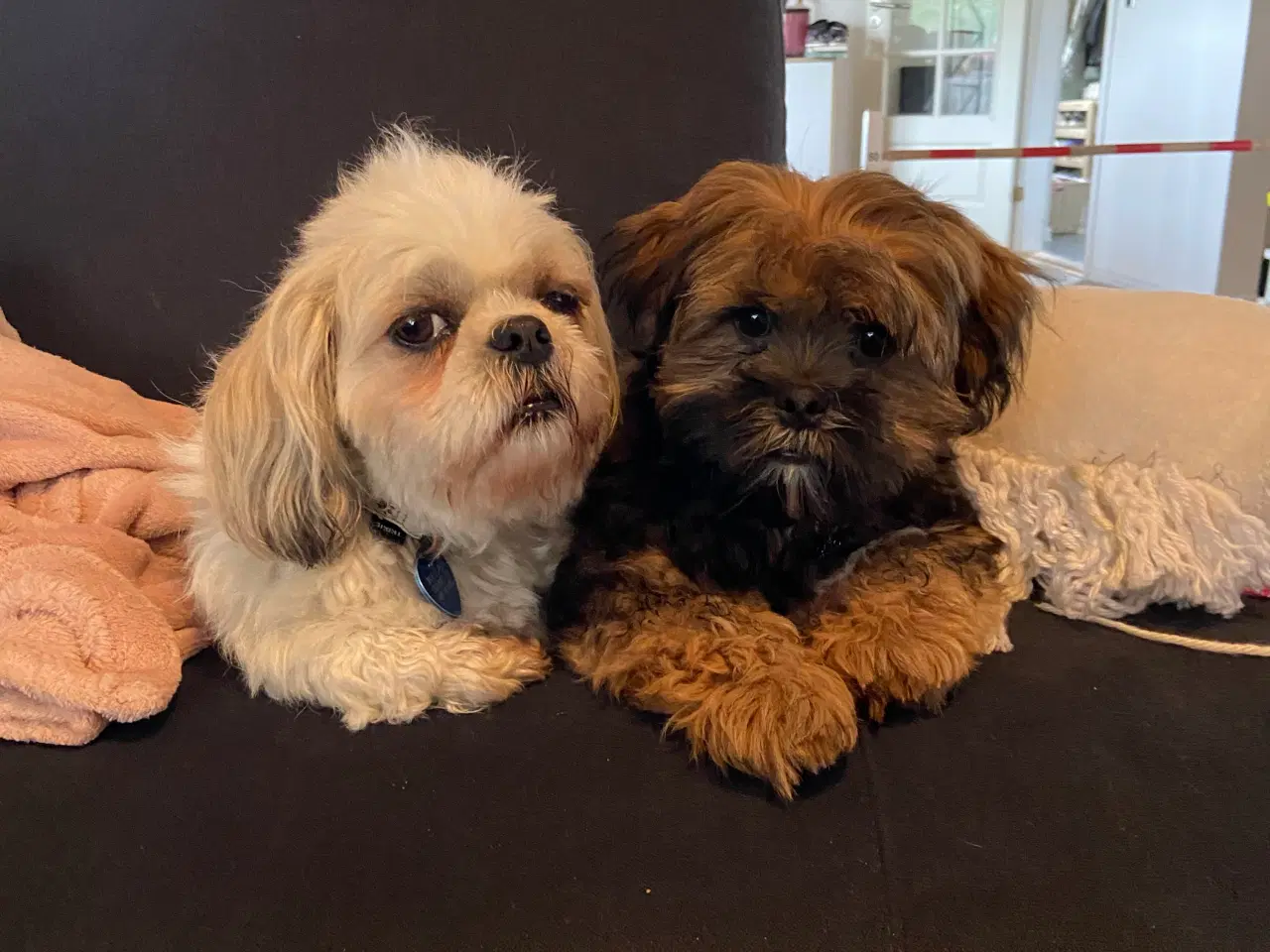 Billede 5 - Shih tzu hvalpe sælges