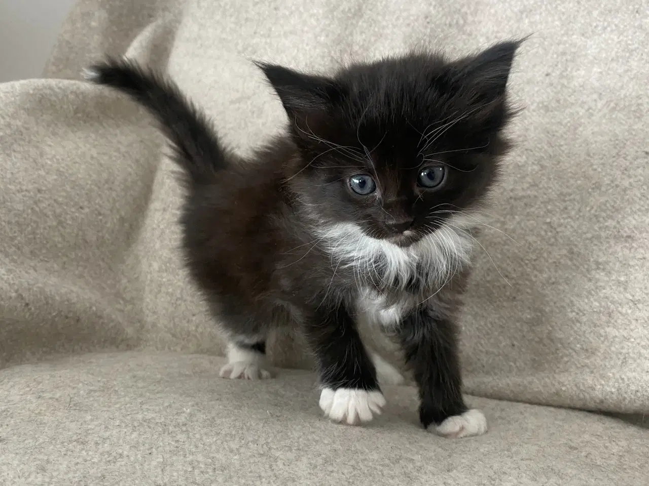 Billede 6 - Main Coon killinger