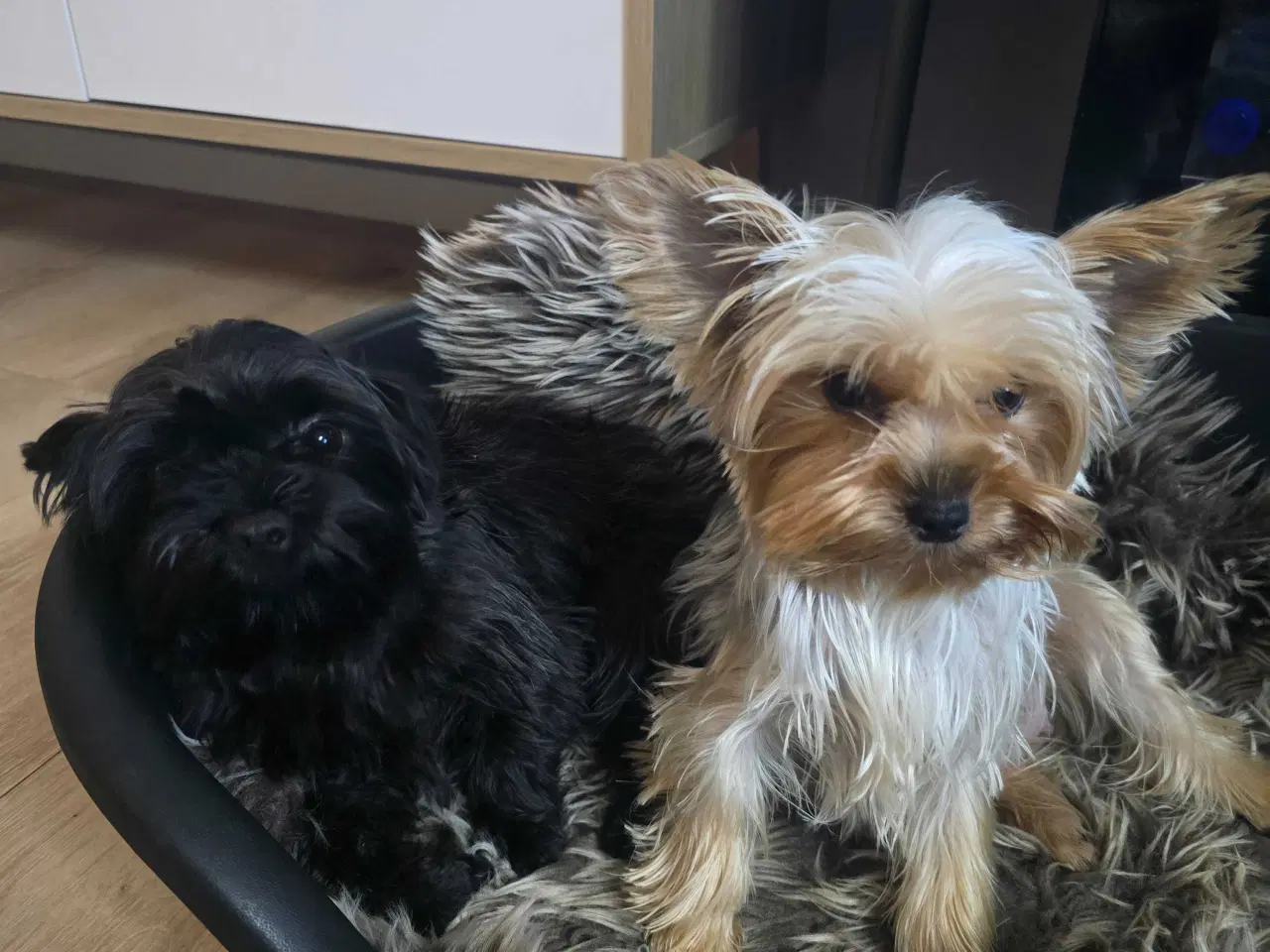 Billede 4 - Yorkshire Terrier