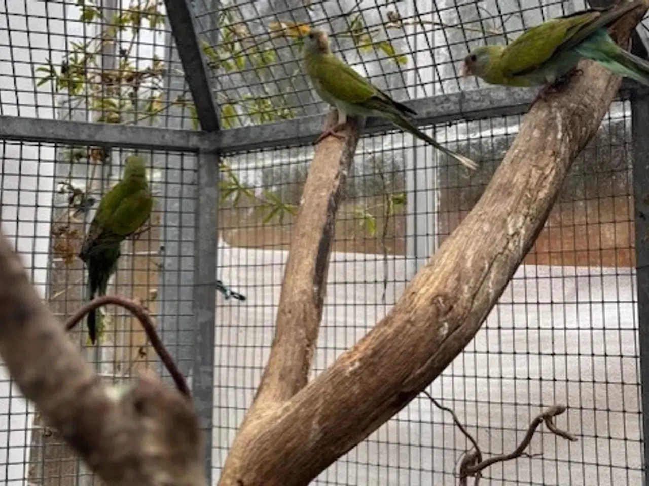 Billede 2 - Hooded parakitter