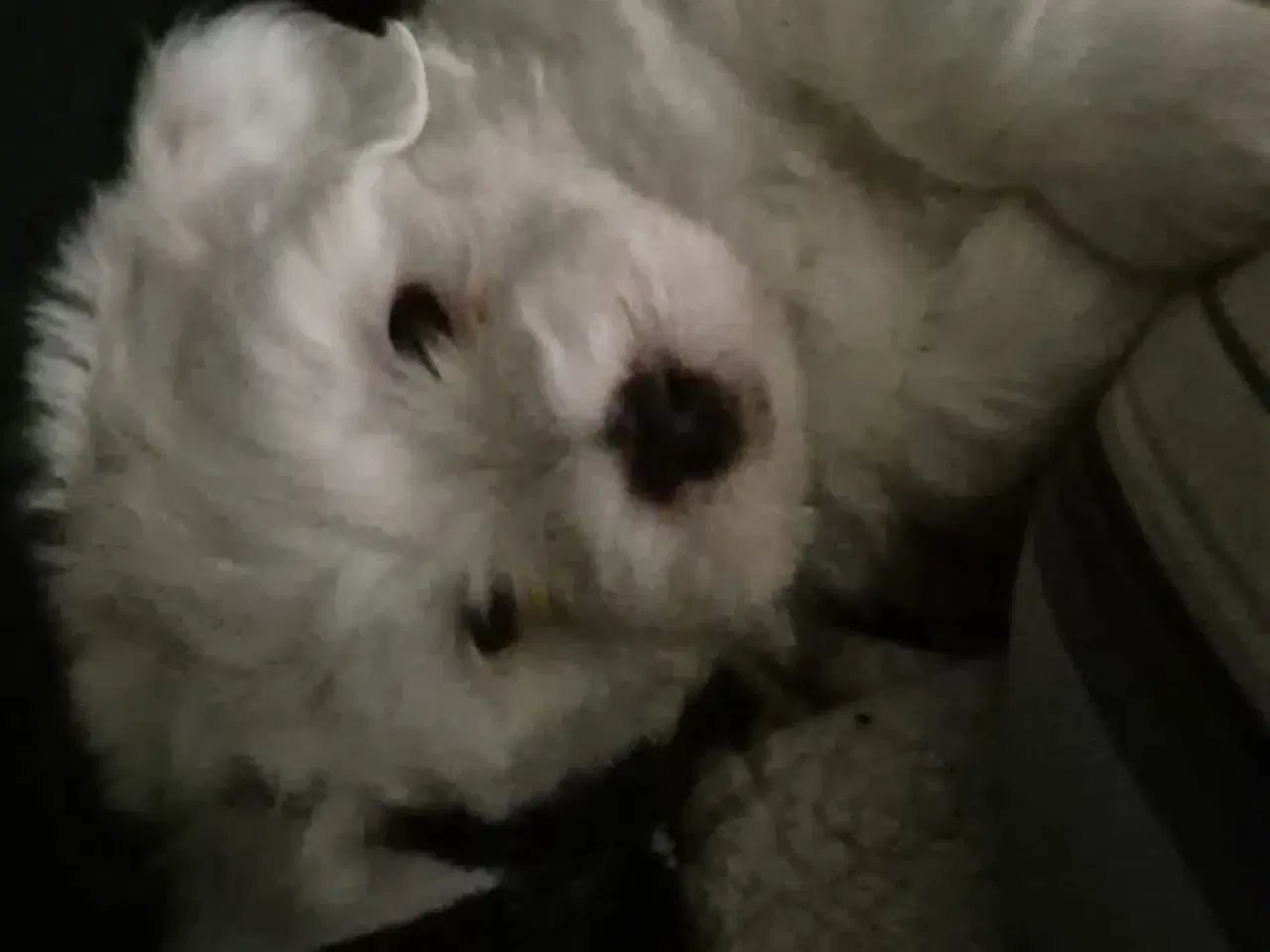 Billede 2 - Coton de tulear 