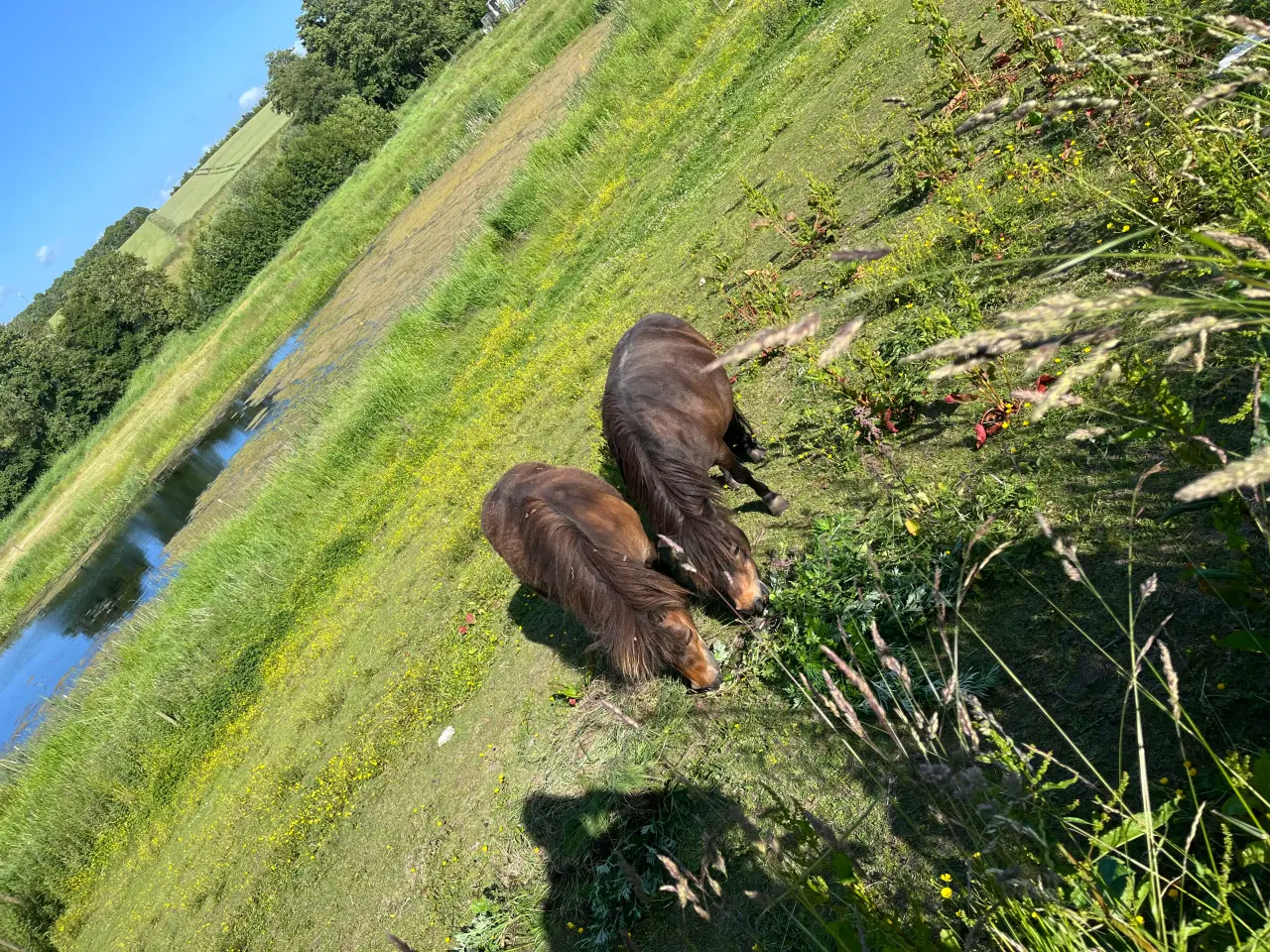 Billede 2 - 2 stk sjætlandpnnyer