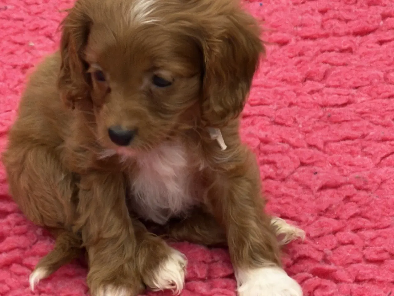 Billede 11 - Skønne Cavapoo hvalpe i det nye år 🎉