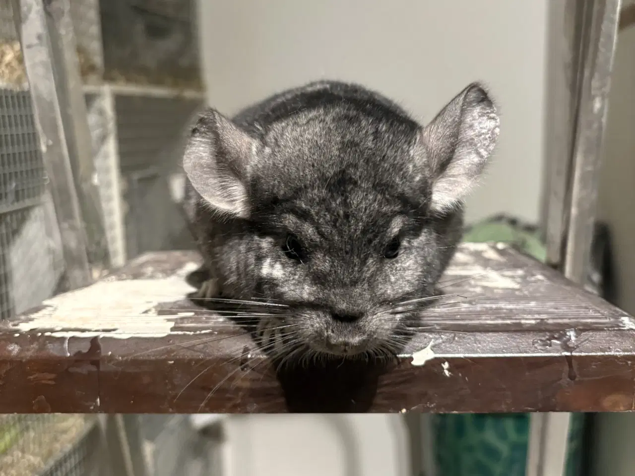Billede 2 - HAN standard vc chinchilla 