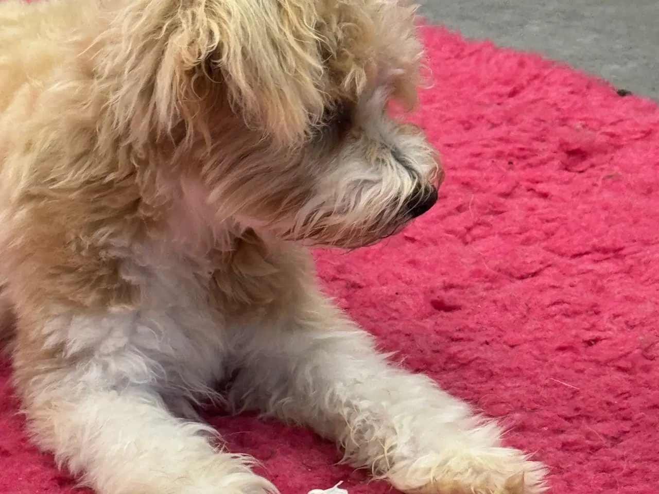 Billede 4 - Maltipoo4love 2 Smukke  drenge 