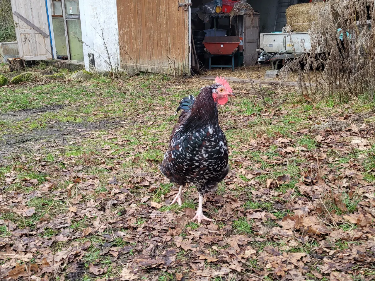 Billede 4 - Stor, sød og flot hane sælges
