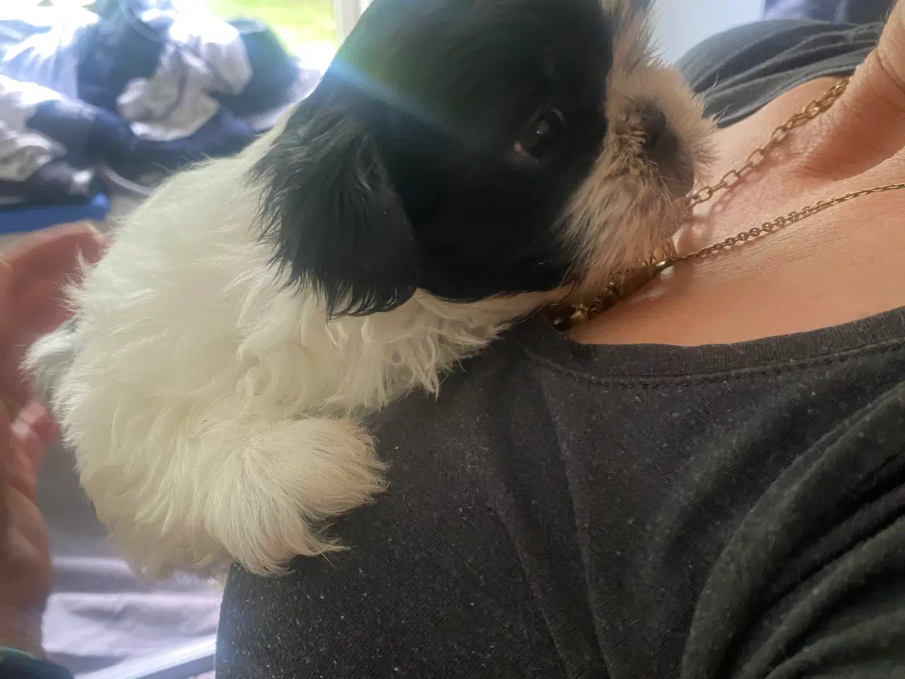 Billede 7 - Shih tzu Hvalpe.