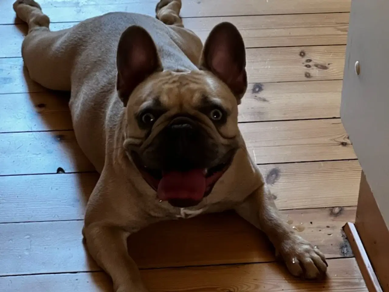 Billede 3 - Fransk bulldog 
