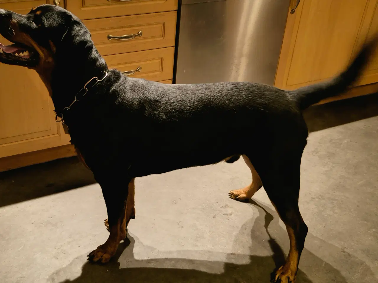 Billede 3 - Skøn rottweiler hanhund