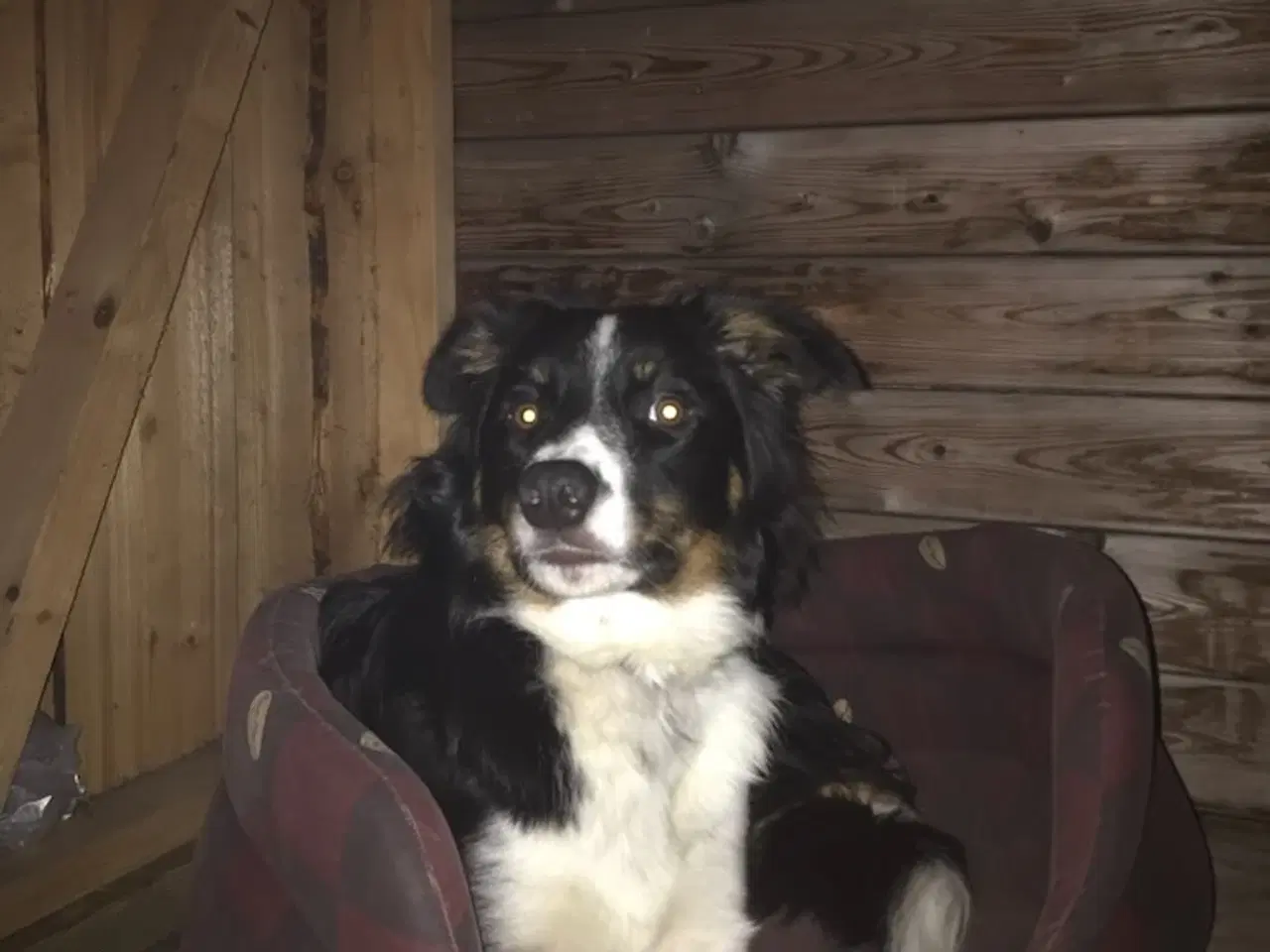 Billede 5 -  border collie 2 år 
