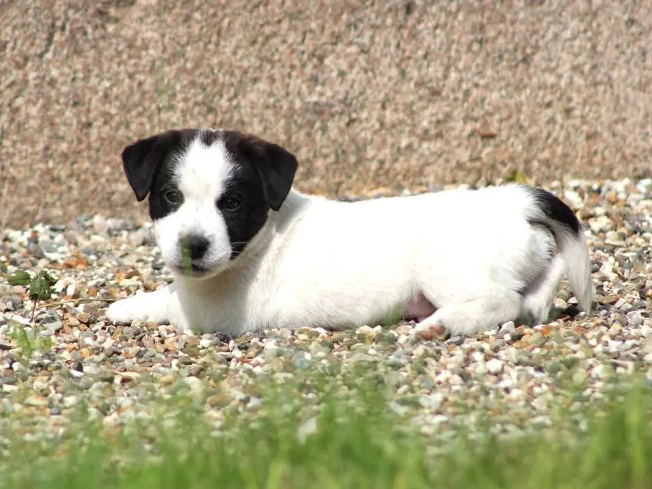 Billede 5 - Jack russell terrier hvalpe 